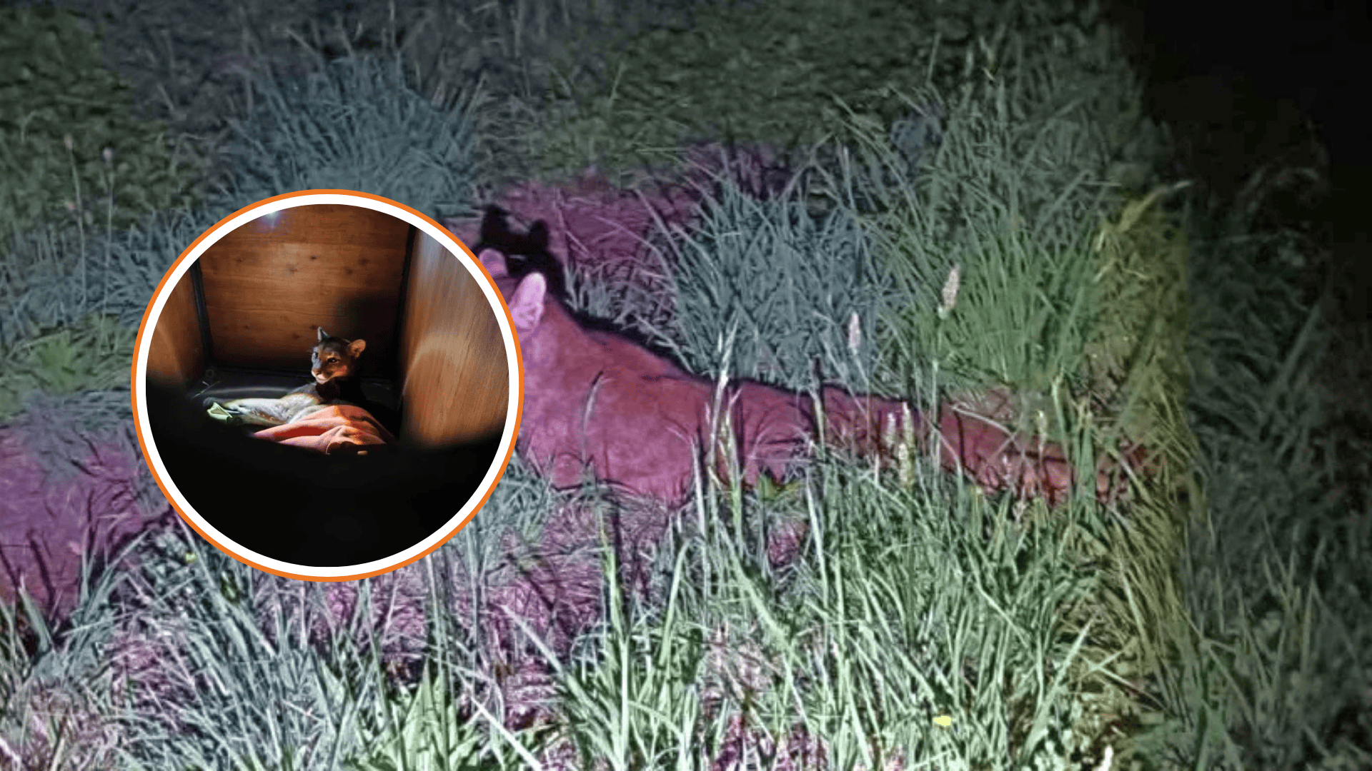 Muere puma juvenil tras atropello en Tegualda y SAG llama a extremar precauciones en rutas rurales