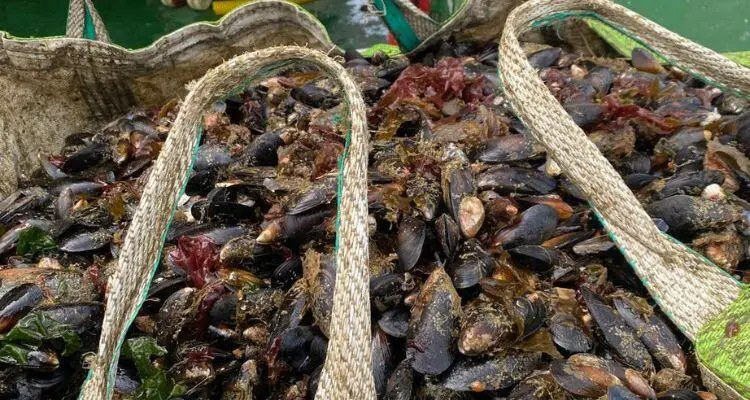 Reportaron caída en la cosecha de choritos en la región de Los Lagos