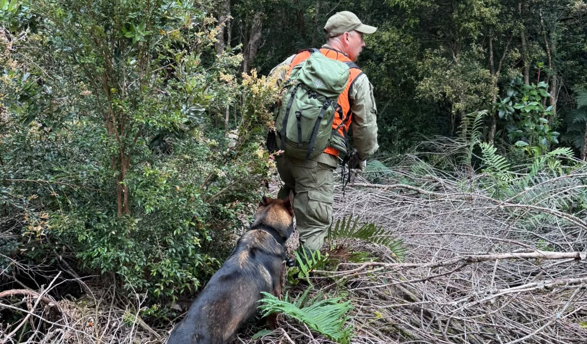 GOPE de Carabineros refuerza búsqueda de adulto mayor desaparecido en Puerto Montt